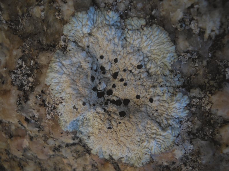 Diploicia subcanescens - lichene da Capo Testa